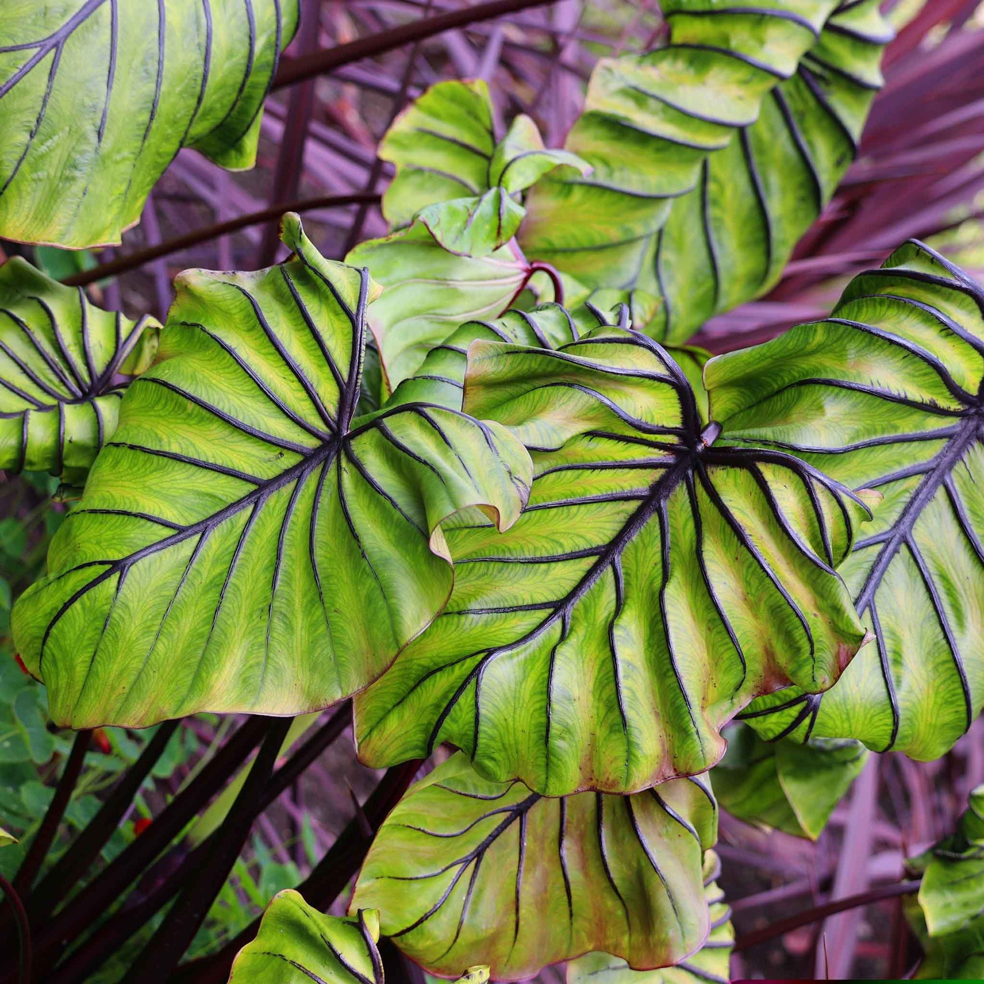 A close-up of green, wavy Pharoah's Mask elephant ear leaves with prominent redish veins.