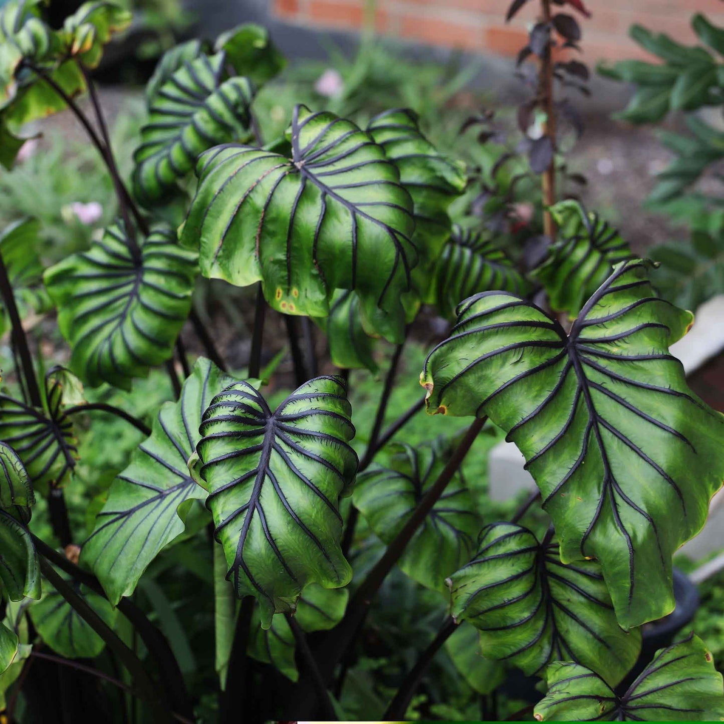 A close-up of green, wavy Pharoah's Mask elephant ear leaves with prominent redish veins.