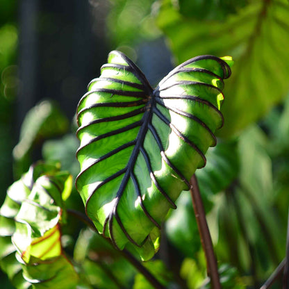 A close-up of green, wavy Pharoah's Mask elephant ear leaves with prominent redish veins.