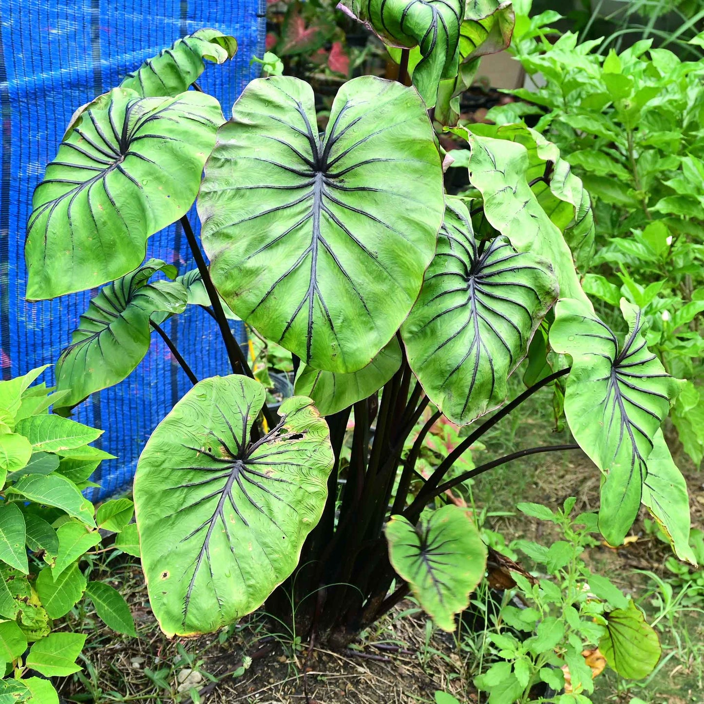 A potted Pharoah's Mask Elephant Ear with prominent green leaves  and red stems in a garden setting.