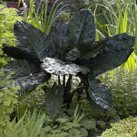 A large Plumbea Nigra elephant ear plant with broad, dark leaves stands prominently, filling the frame.
