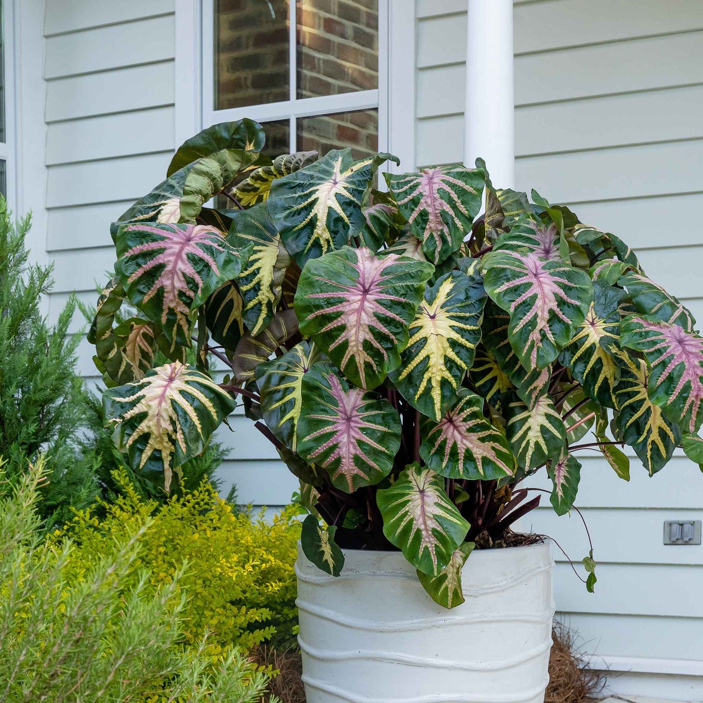 A vibrant Royal Hawaiian Waikiki elephant ear plant with large, lush green leaves featuring striking reddish-pink veins and stems.