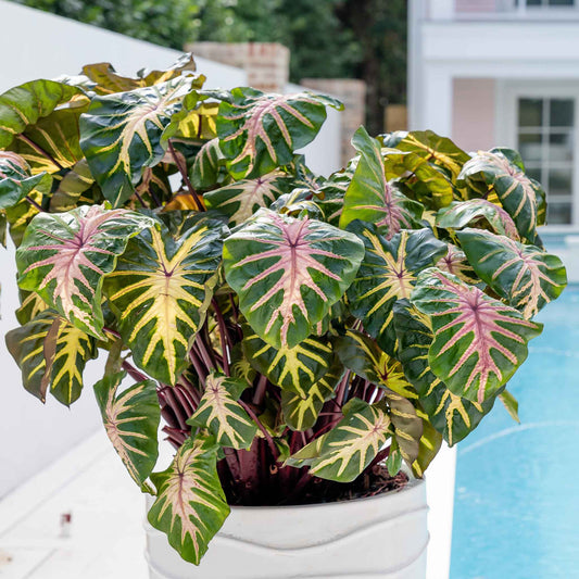 Royal Hawaiian Waikiki elephant ear foliage with pink cream and green leaves beside a blue pool