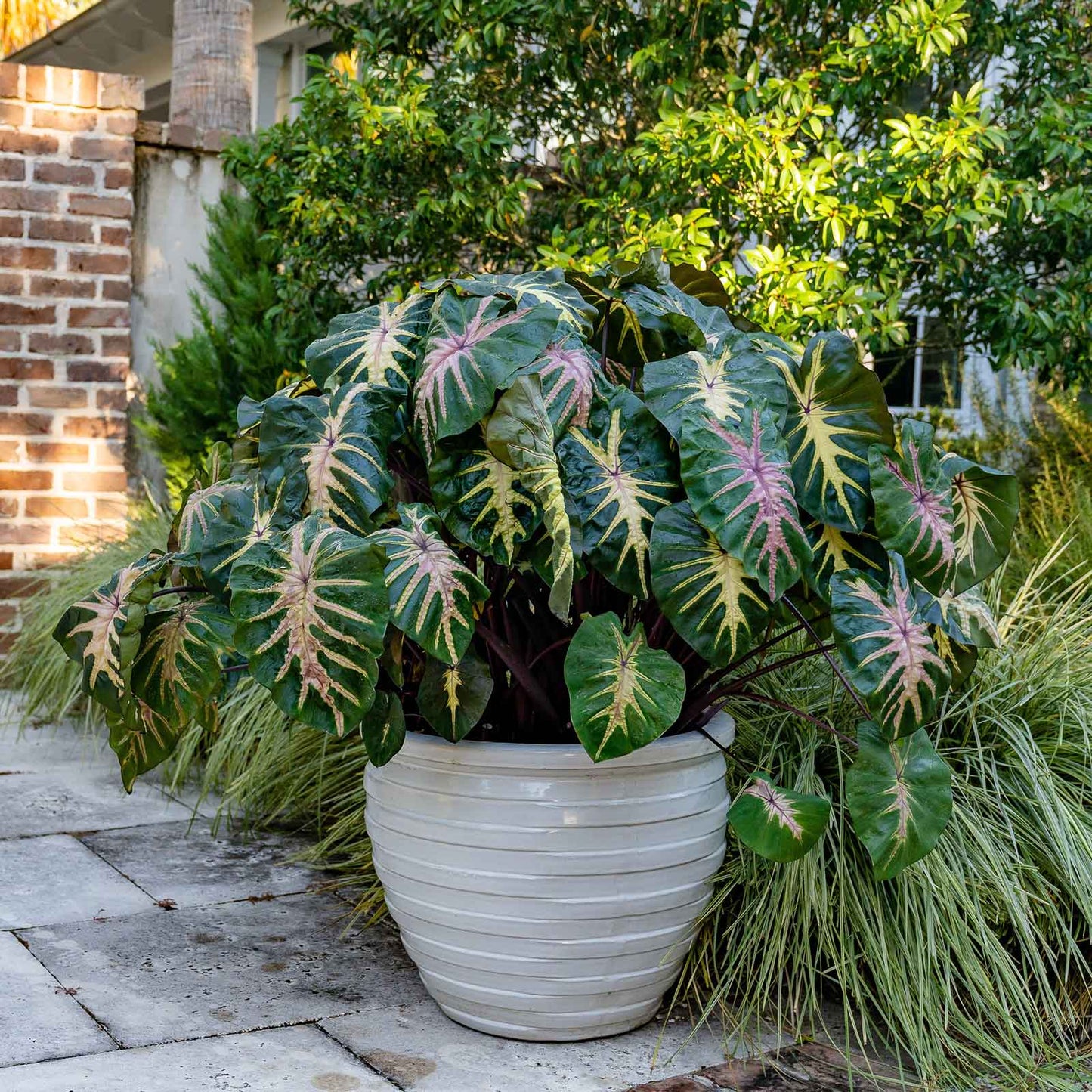 A vibrant Royal Hawaiian Waikiki elephant ear plant with large, lush green leaves featuring striking reddish-pink veins and stems.