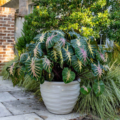 A vibrant Royal Hawaiian Waikiki elephant ear plant with large, lush green leaves featuring striking reddish-pink veins and stems.