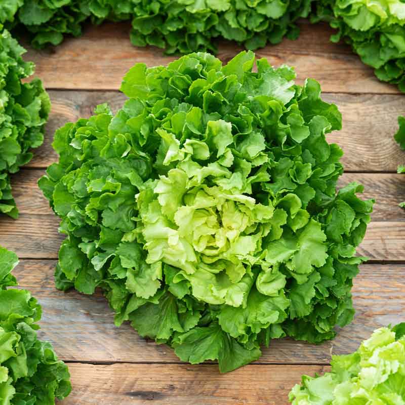 A vibrant, green Broadleaf Batavian endive plant with broad leaves. | copyright: Floramedia UK Ltd