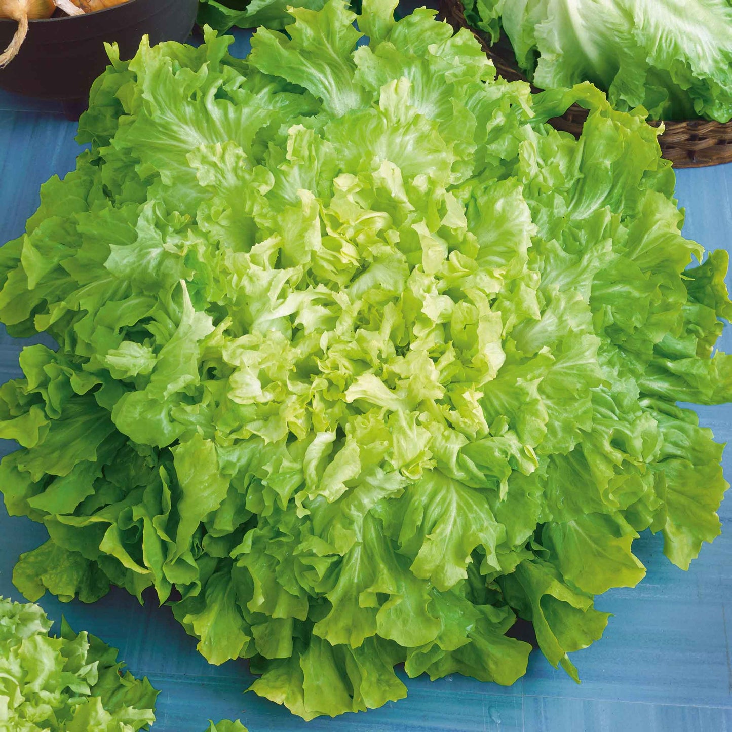 A close-up of a leafy green Broadleaf Batavian Endive plant, showing its slightly curled leaves.