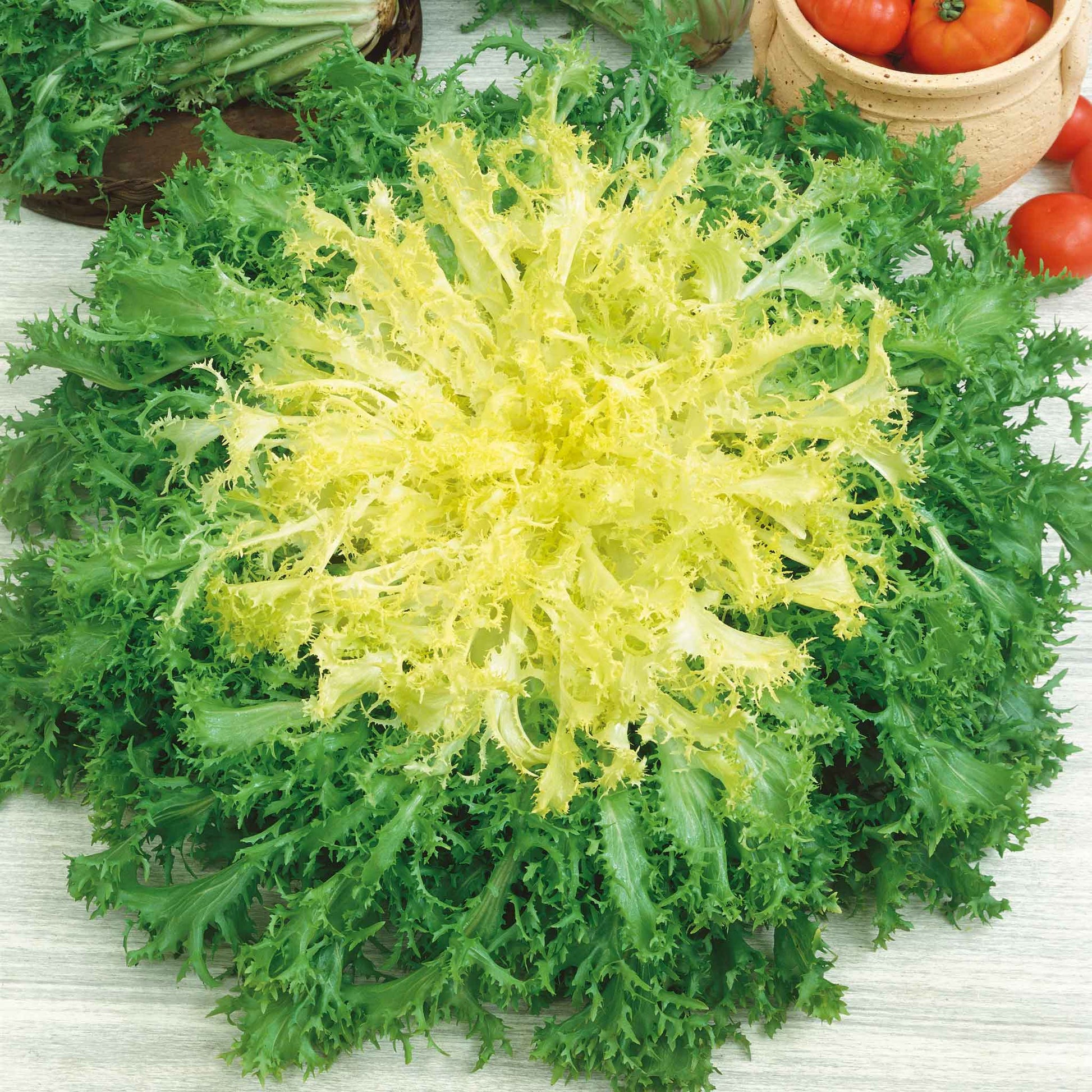 Frisee Endive with delicate, frilly leaves and yellow center.