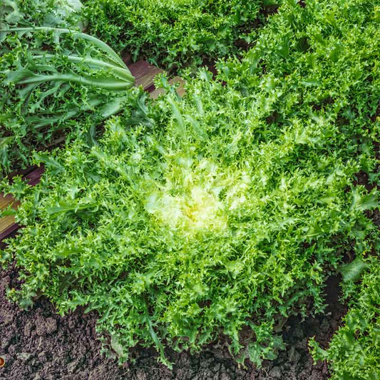 Green Curled Ruffec Endive with delicate, frilly leaves. | copyright: Floramedia UK Ltd