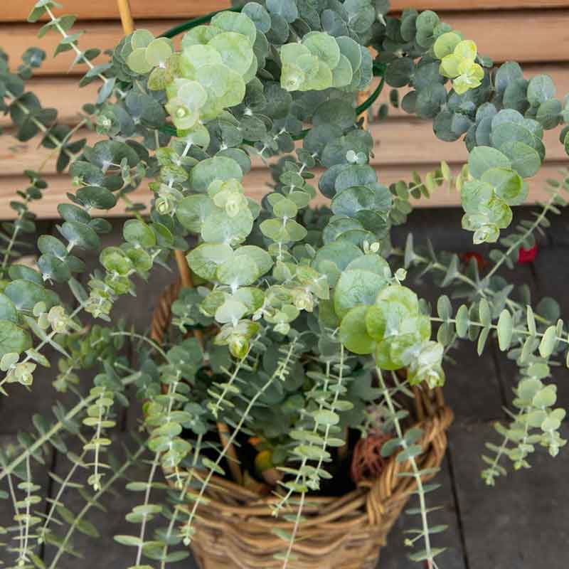 Blue-green eucalyptus baby blue bouquet leaves growing in a bright garden setting.