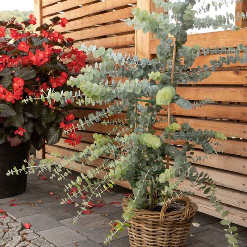 Eucalyptus baby blue bouquet stems in a basket with red flowers in the background.