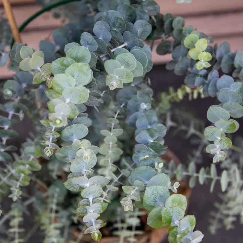 Blue-green eucalyptus baby blue bouquet branches against a blurred green background.