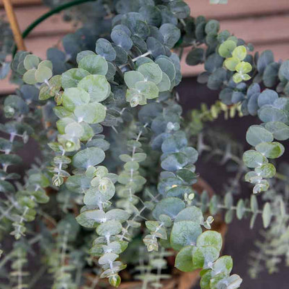 Blue-green eucalyptus baby blue bouquet branches against a blurred green background.