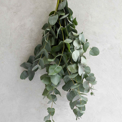 A close-up shot of eucalyptus silver dollar foliage, highlighting its round, silvery-green leaves.