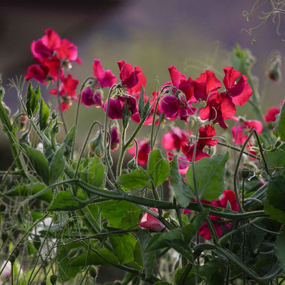 Everlasting pea red vibrant red flowers with a soft green foliage background
