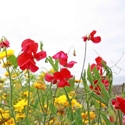 Everlasting pea red bright red flowers with yellow accents on a green background