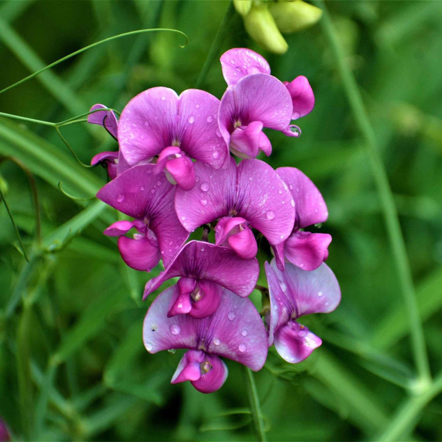 Everlasting pea pink and white blooms on a green vine with a blurred background