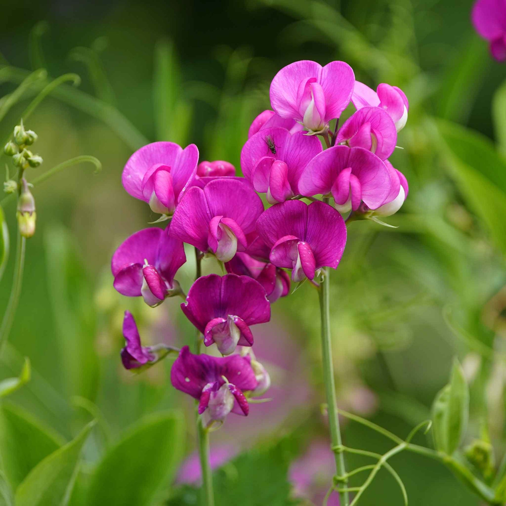 Everlasting pea magenta flowers in a cluster with a soft green foliage background