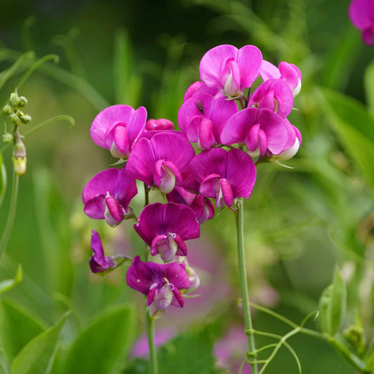 Everlasting pea magenta flowers in a cluster with a soft green foliage background