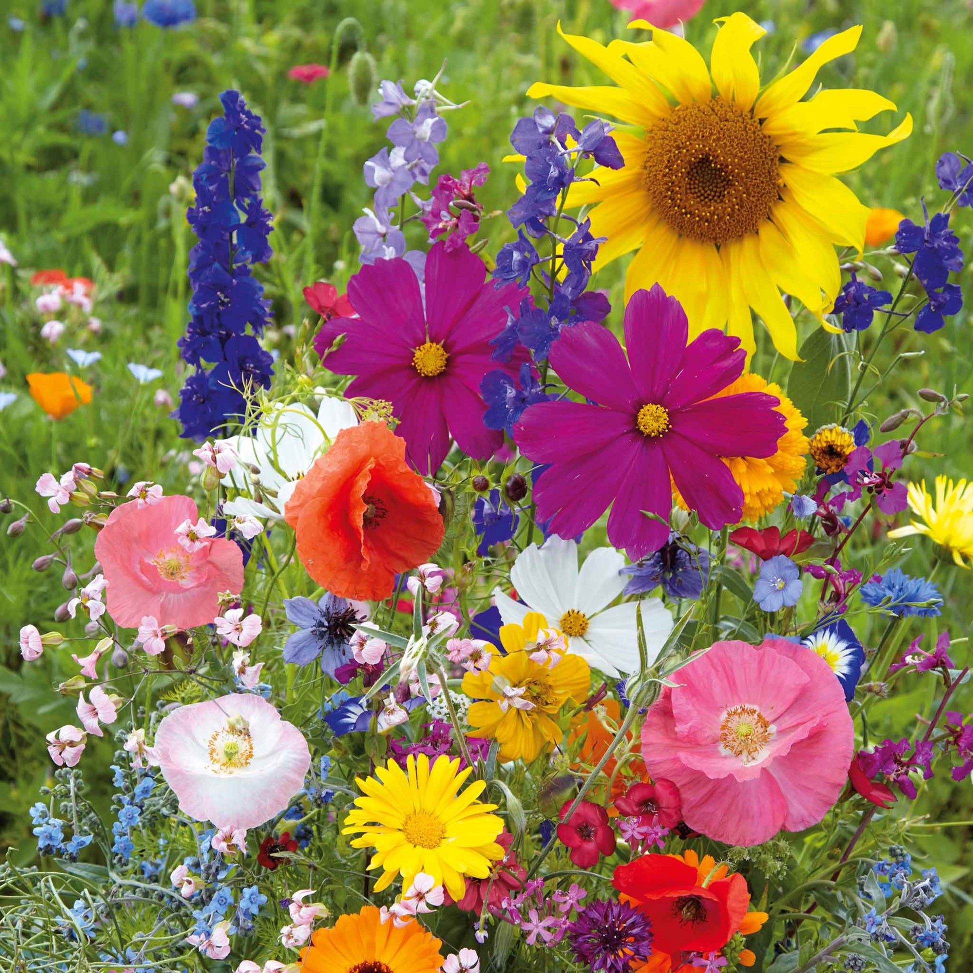 A view of the variety of colors in the Fairytale Flower Seed Mix