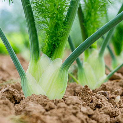 This image shows a close up shot of Florence fennel bulbs emerging from the soil.