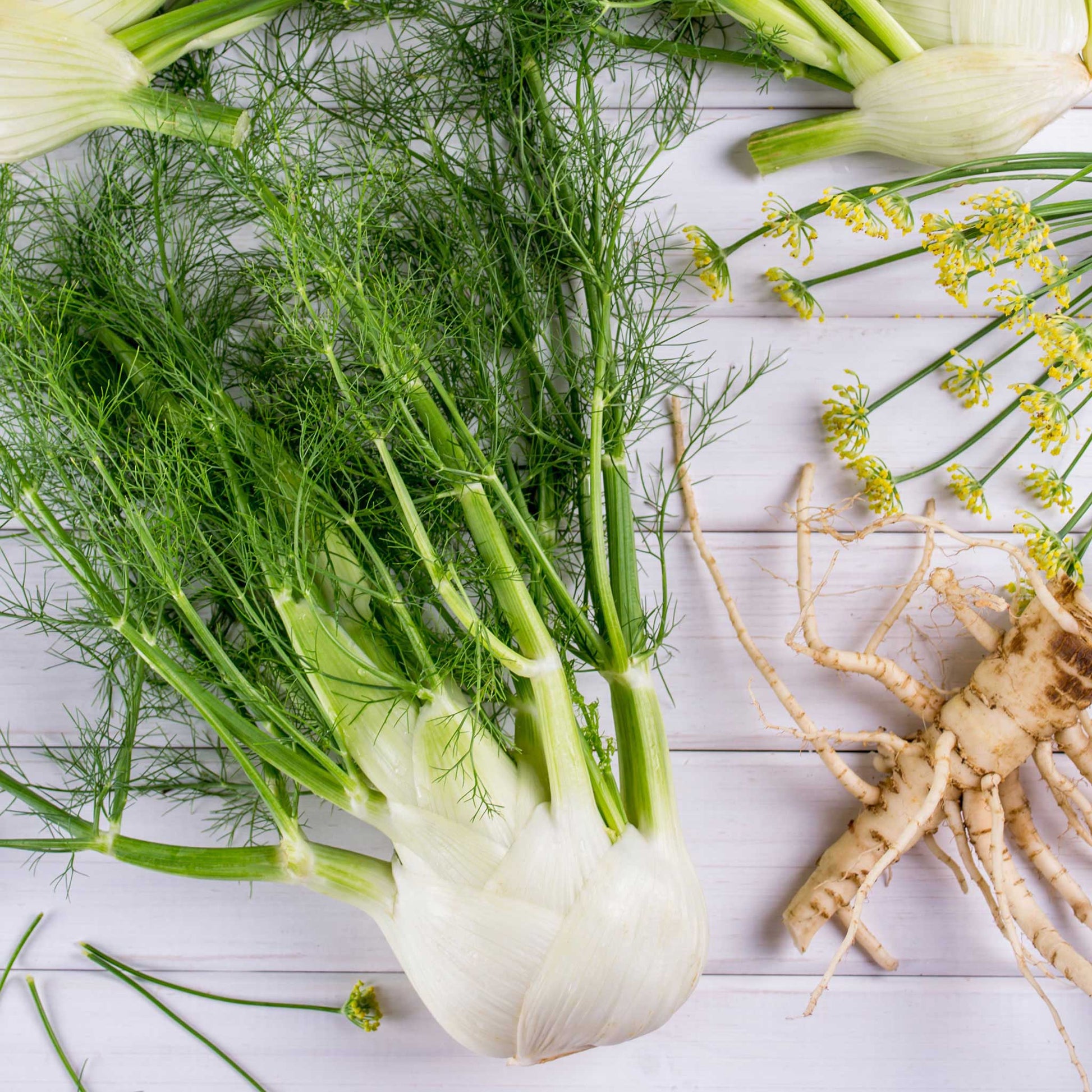 A Florence fennel bulb and leaves freshly cleaned and on the table. 