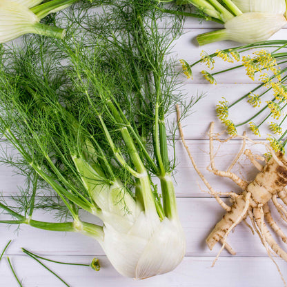 A Florence fennel bulb and leaves freshly cleaned and on the table. 