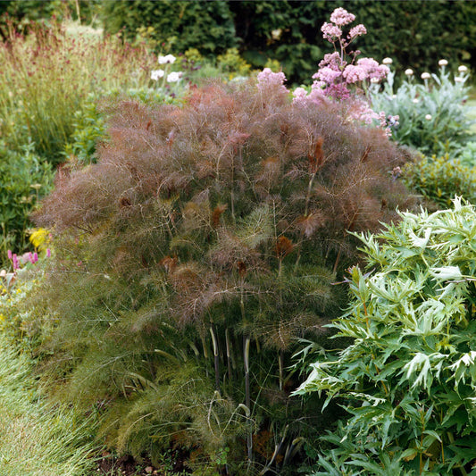 Fennel Smokey Bronze with dark burgundy feathery growth in the garden.