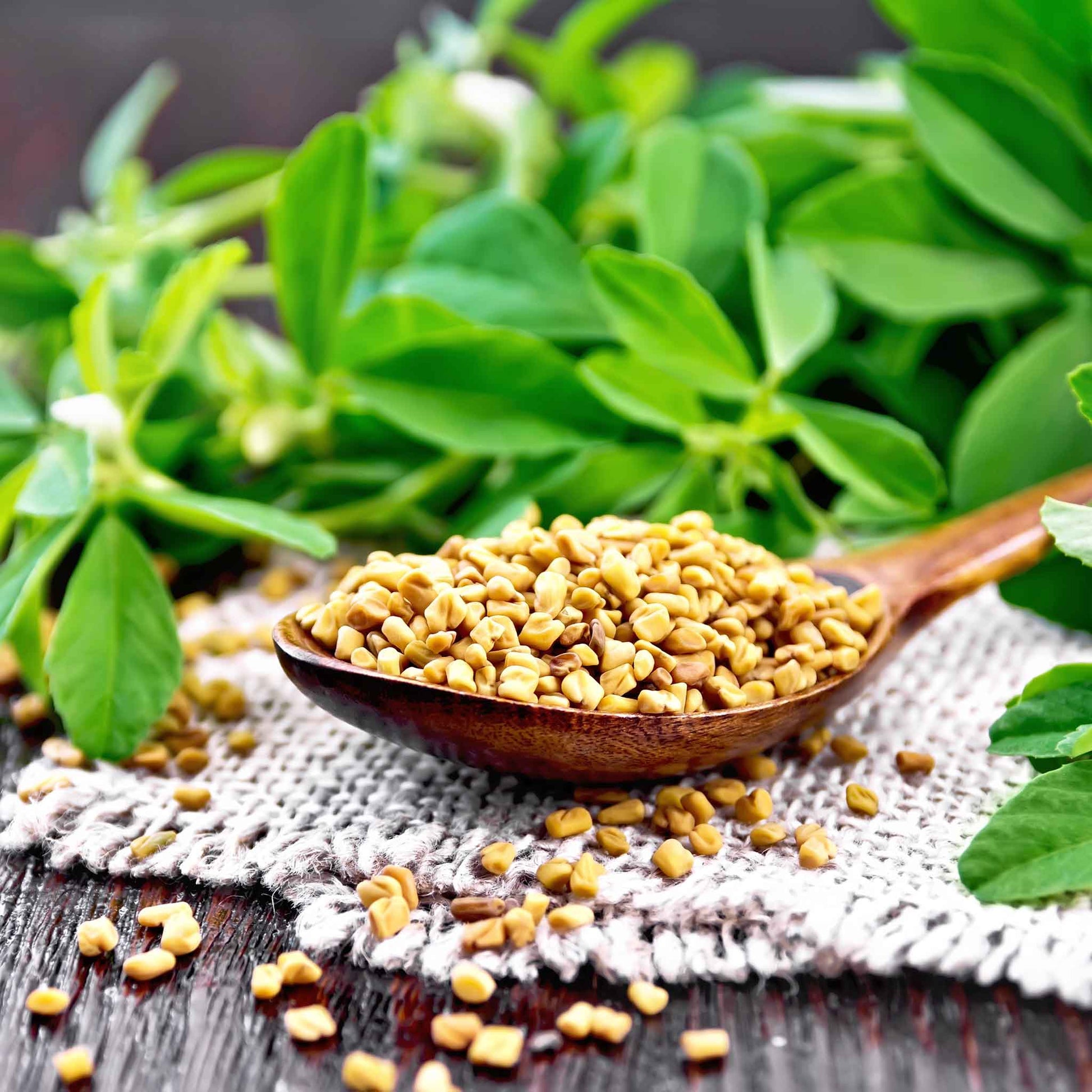 A close-up shot of small, light brown fenugreek seeds in a pile, with a few scattered around.