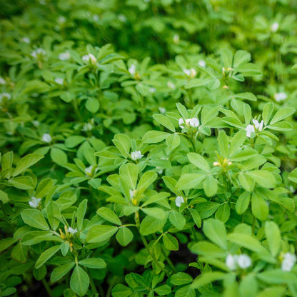 A close-up view of fenugreek plant, showing its lush, green leaves in the garden.