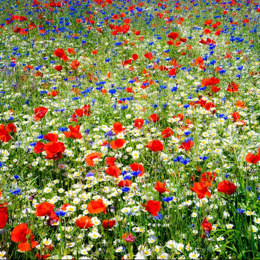 A view of the variety of colors in the Field of Dreams - Red, White & Blue Flower Seed Mix
