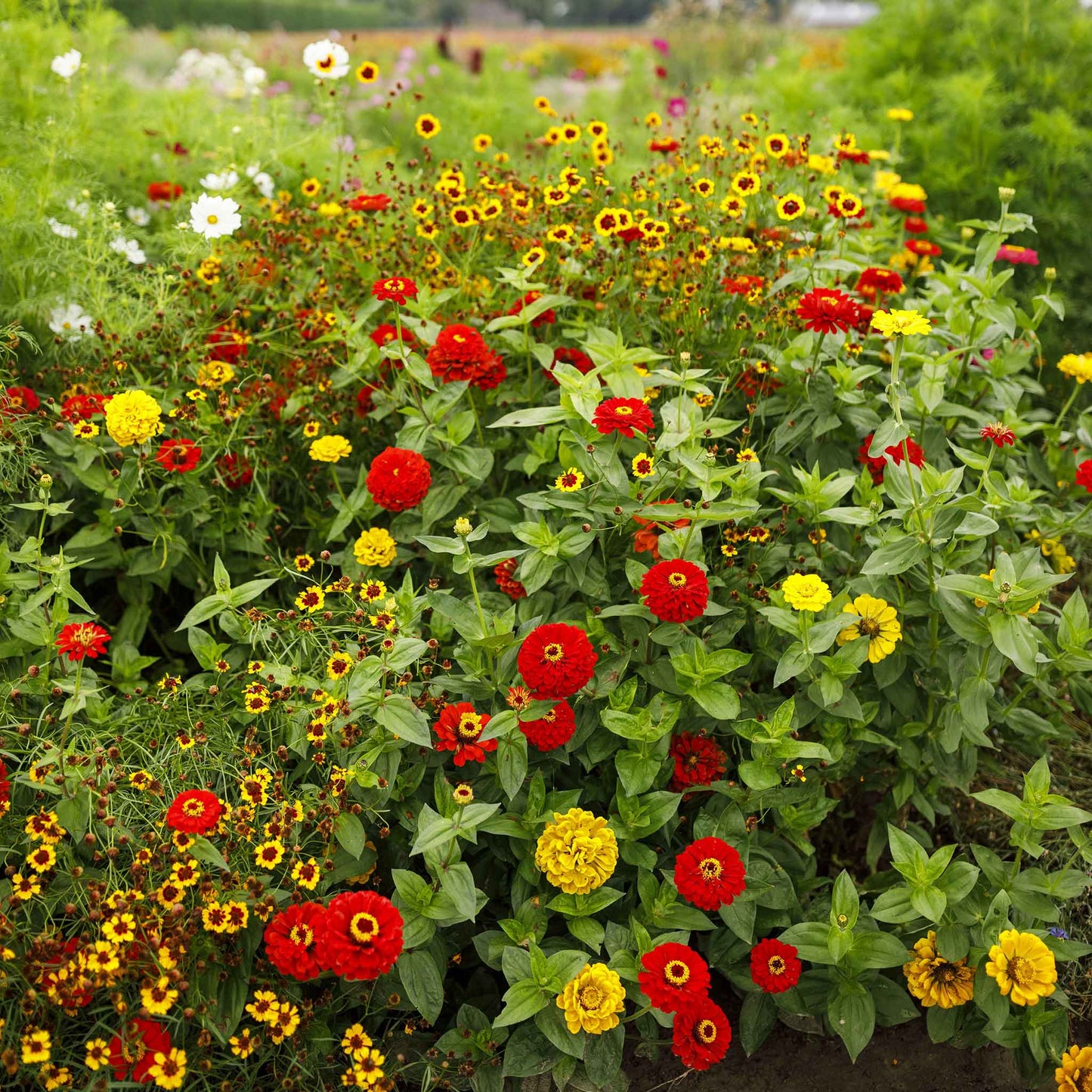 A view of the variety of colors in the Fiery Mix - Yellow & Red Flower Seed Mix