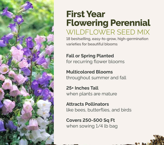 A visual overview of the wildflower seed mix, showcasing expected floral blooms.