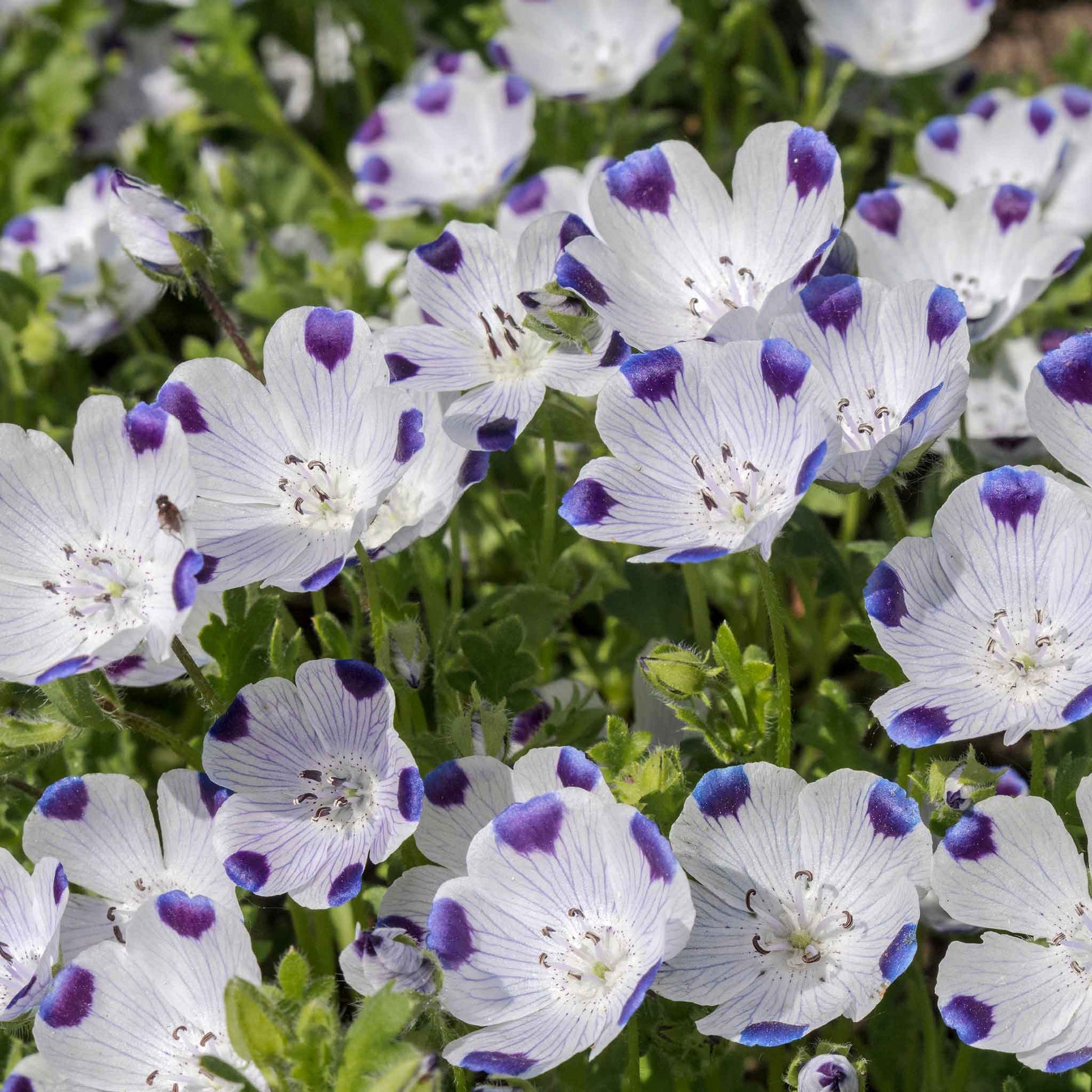 A close-up of a blooming Fivespot flower with white petals and a purple-spotted center.