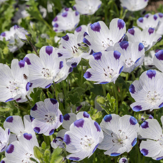 A close-up of a blooming Fivespot flower with white petals and a purple-spotted center.