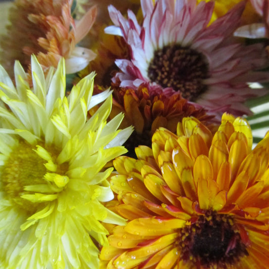 Many colors.