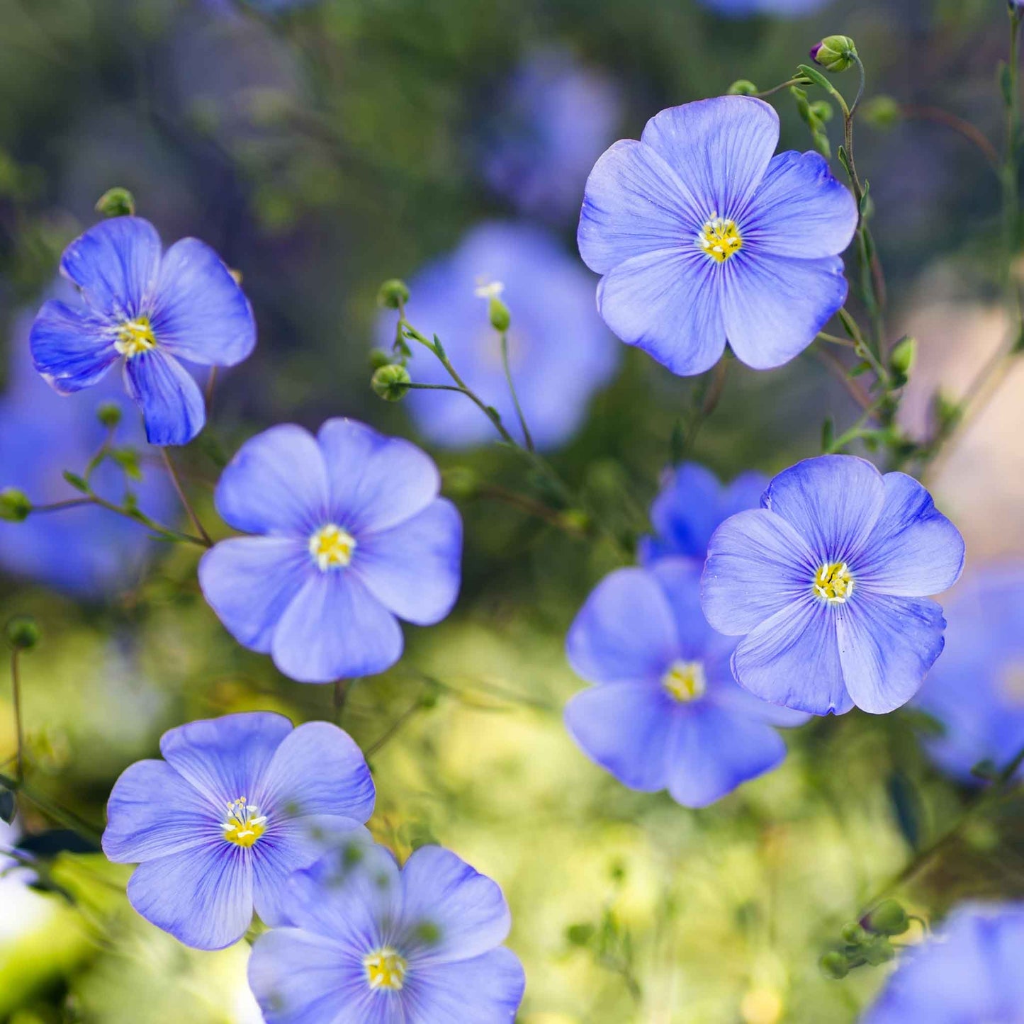 Blue flax blue annual flowers with green stems against a blurred green background.
