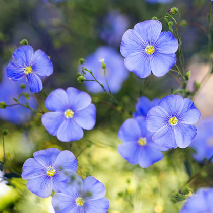 Blue flax blue annual flowers with green stems against a blurred green background.