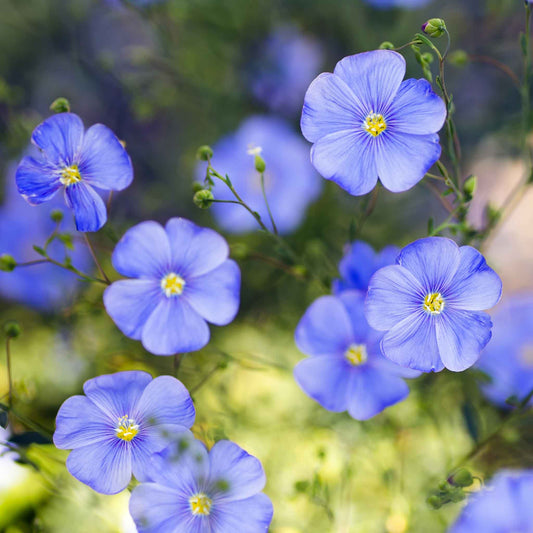 Blue flax blue annual flowers with green stems against a blurred green background.