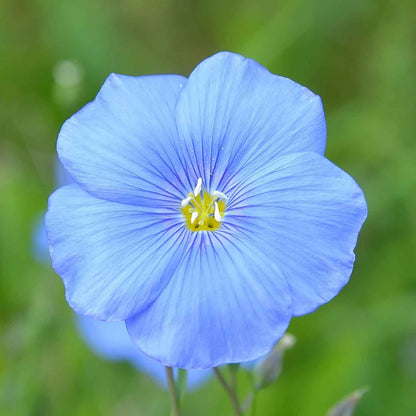 Light blue flax blue annual flower in full bloom against a blurred green background.