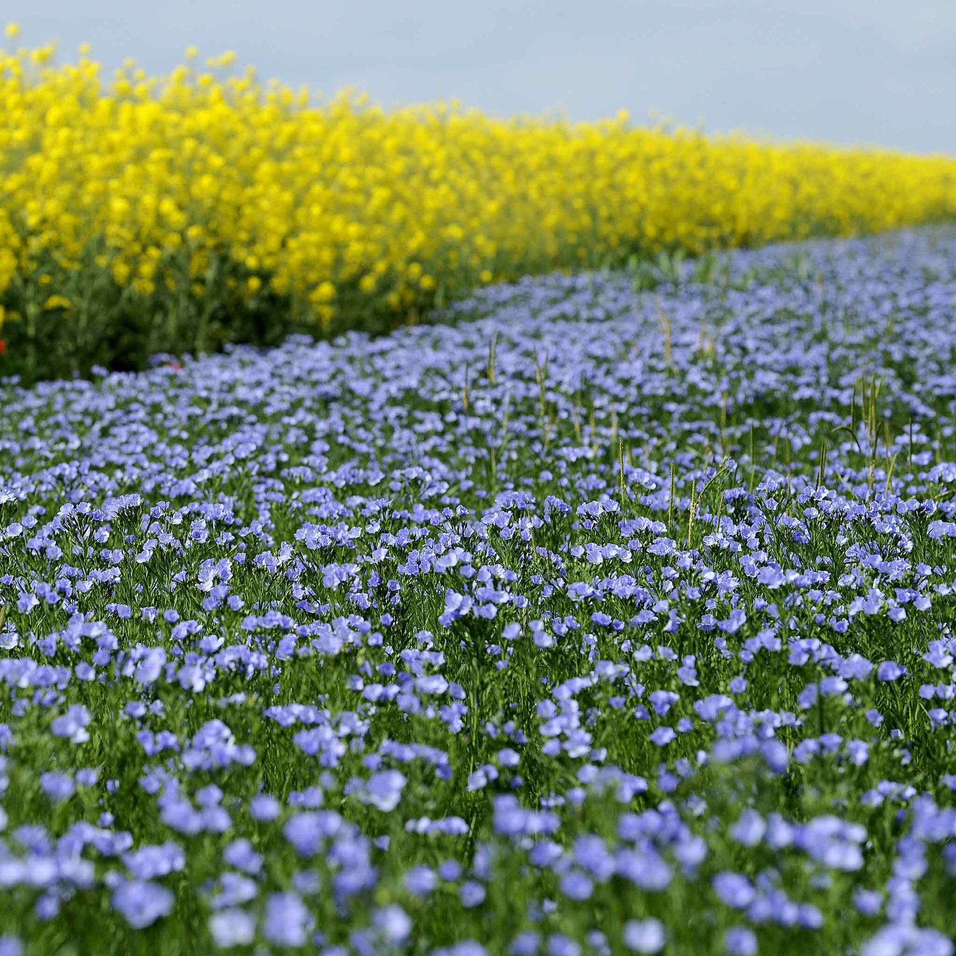 Blue flax blue annual flowers growing in rows across a bright yellow and blue field.