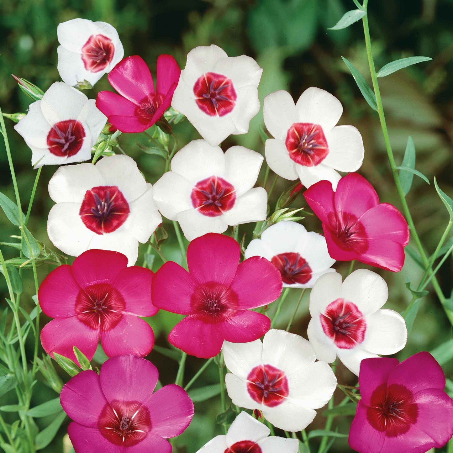 Pink, red, and white flax mixed colors flowers blooming in a bright garden setting.