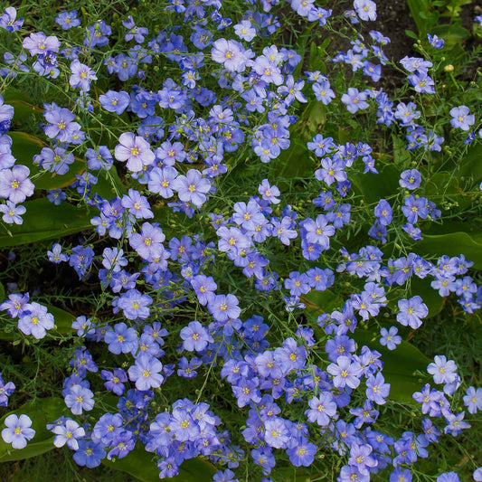 Blue flax perennial blue flowers covering a bright open garden setting.