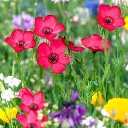 Red scarlet flax flowers growing in a colorful mixed wildflower field setting.