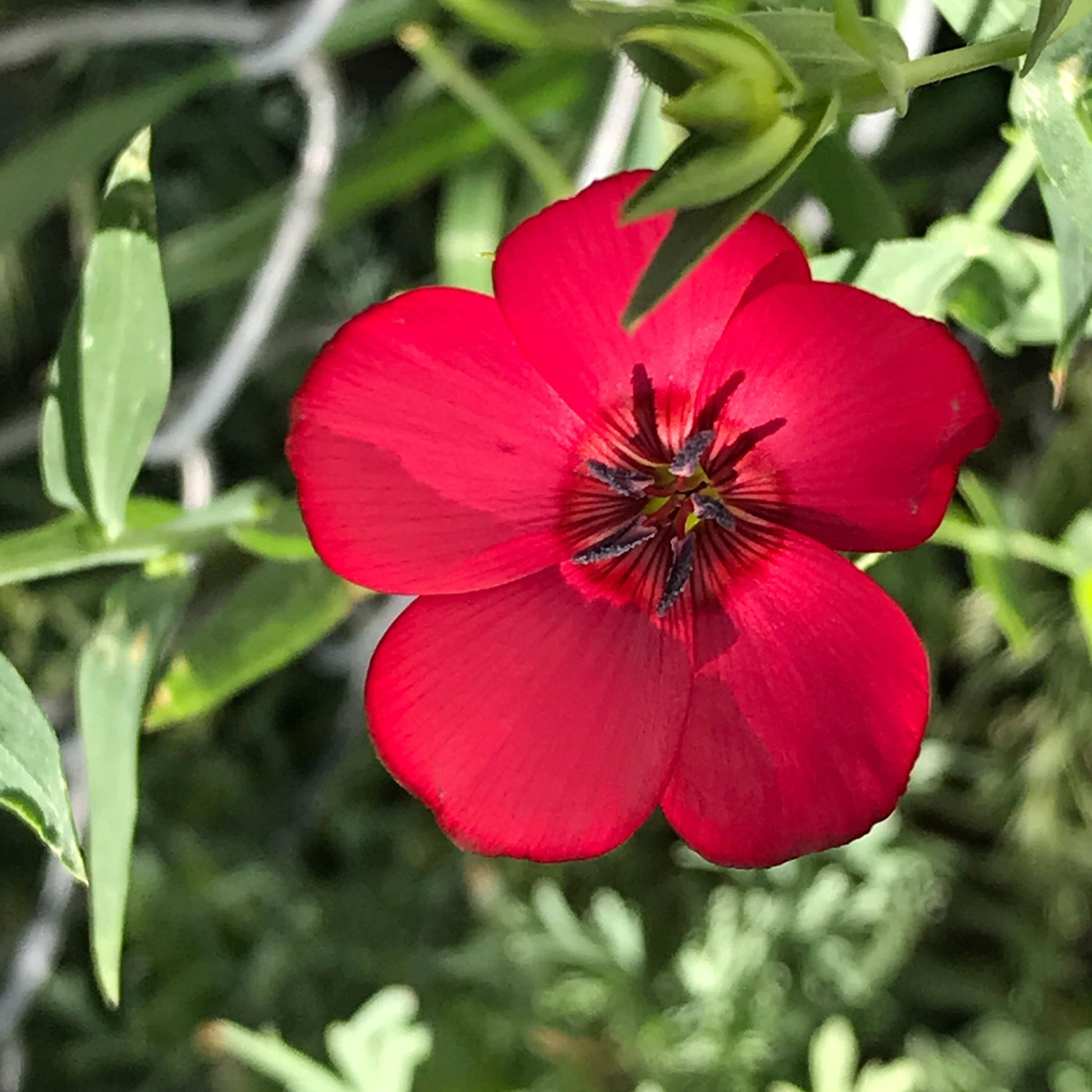 Bright red scarlet flax flower with green center against a blurred green background.