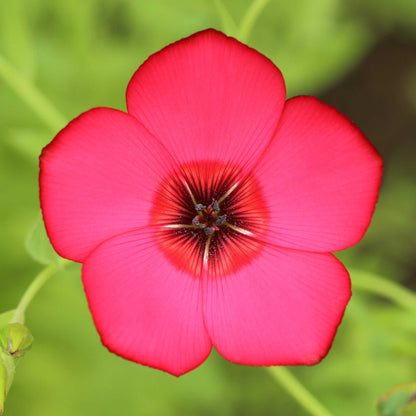 Bright red scarlet flax flower with dark center against a plain white background.
