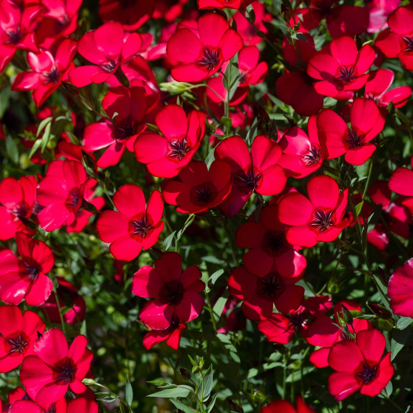 Deep red scarlet flax flowers with green leaves filling a bright garden setting.