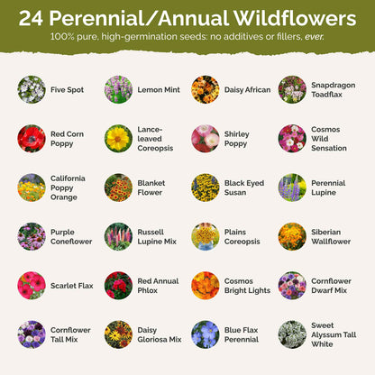 List of flower species and seeds included in the Wildflower Seed Mix.