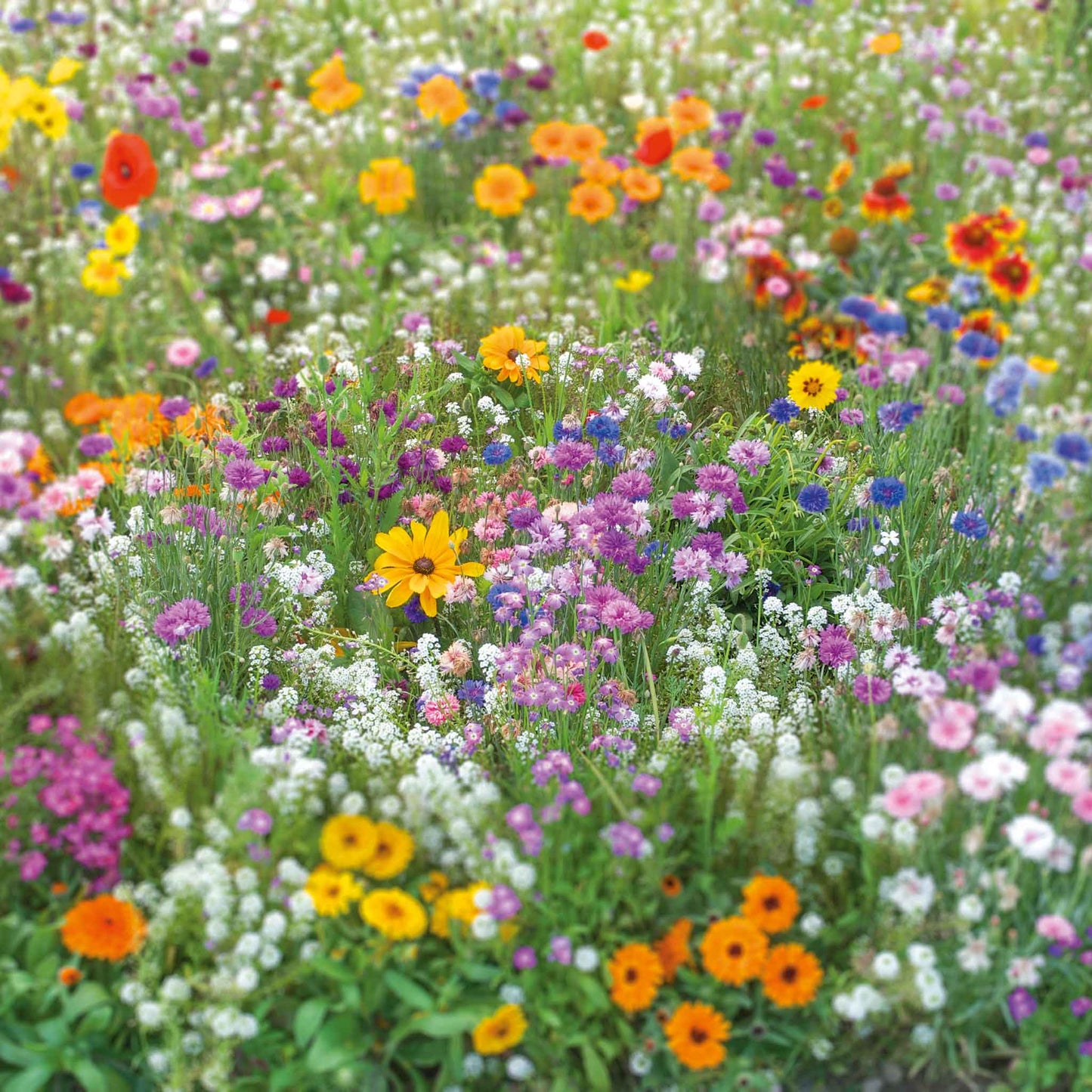 A view of the variety of colors in the Flowery Fields Forever Flower Seed Mix