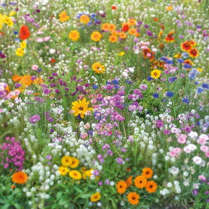 A view of the variety of colors in the Flowery Fields Forever Flower Seed Mix